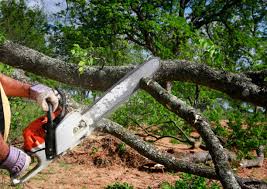 How Our Tree Care Process Works  in San Andreas, CA